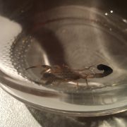 Tierrettung skorpion