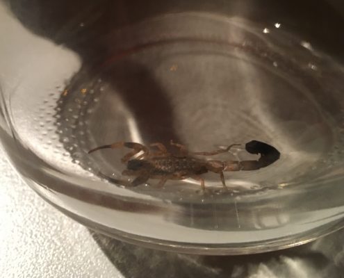 Tierrettung skorpion