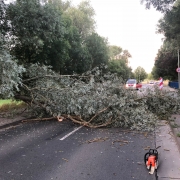 2018-07-28 Baum auf Straße