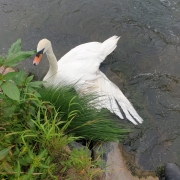 Tierrettung